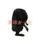 甲斐犬と花（個別スタンプ：21）