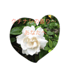 甲斐犬と花（個別スタンプ：30）
