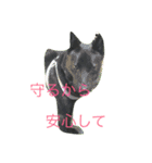 甲斐犬と花（個別スタンプ：31）