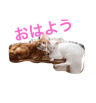 こじとら兄弟（個別スタンプ：1）