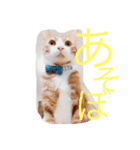 こじとら兄弟（個別スタンプ：3）