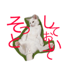 こじとら兄弟（個別スタンプ：4）