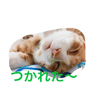 こじとら兄弟（個別スタンプ：5）