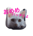 こじとら兄弟（個別スタンプ：6）