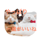 こじとら兄弟（個別スタンプ：8）