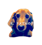 ゆかいなワンズたち（個別スタンプ：1）