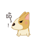 Corgi Animated Stickers（個別スタンプ：5）