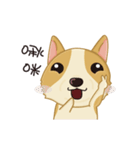 Corgi Animated Stickers（個別スタンプ：22）