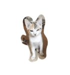 飼い猫の名前（個別スタンプ：1）