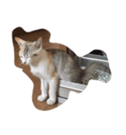 飼い猫の名前（個別スタンプ：3）