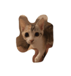 飼い猫の名前（個別スタンプ：5）