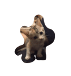 飼い猫の名前（個別スタンプ：6）