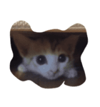 飼い猫の名前（個別スタンプ：8）