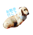 愛犬君の気持ち（個別スタンプ：5）