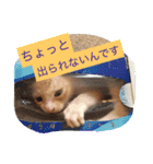 こねこのキュート（個別スタンプ：15）