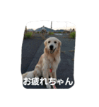 hkGoldenretreverhk（個別スタンプ：2）