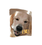 hkGoldenretreverhk（個別スタンプ：4）