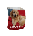 hkGoldenretreverhk（個別スタンプ：8）