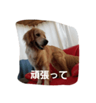 hkGoldenretreverhk（個別スタンプ：11）