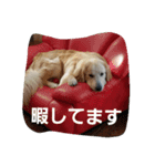 hkGoldenretreverhk（個別スタンプ：12）