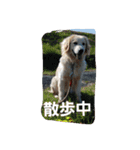 hkGoldenretreverhk（個別スタンプ：13）