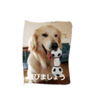 hkGoldenretreverhk（個別スタンプ：14）