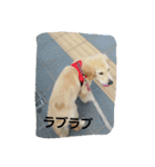 hkGoldenretreverhk（個別スタンプ：15）