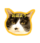 Hino and Moro's cats and dog（個別スタンプ：12）