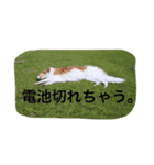 おぺぺ2（個別スタンプ：1）