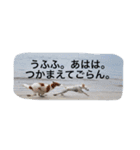 おぺぺ2（個別スタンプ：2）