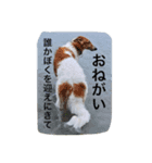 おぺぺ2（個別スタンプ：9）