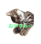 rinrincat（個別スタンプ：2）
