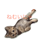 rinrincat（個別スタンプ：3）