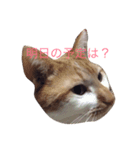 rinrincat（個別スタンプ：4）