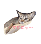rinrincat（個別スタンプ：6）