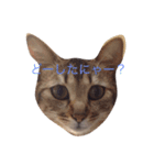 rinrincat（個別スタンプ：7）