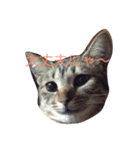 rinrincat（個別スタンプ：8）