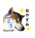 じゃむさぶ スタンプ（個別スタンプ：24）