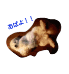 毒ロビン（個別スタンプ：16）
