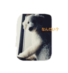 毒ロビン（個別スタンプ：20）