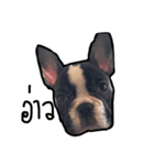alice chihuahua and Sai aua frenchie（個別スタンプ：1）