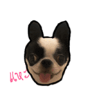 alice chihuahua and Sai aua frenchie（個別スタンプ：2）