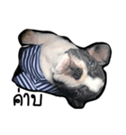 alice chihuahua and Sai aua frenchie（個別スタンプ：8）
