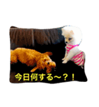 milion pomeranian no.2（個別スタンプ：1）