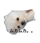 milion pomeranian no.2（個別スタンプ：2）