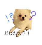 milion pomeranian no.2（個別スタンプ：3）