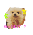 milion pomeranian no.2（個別スタンプ：4）