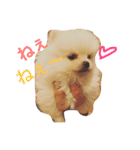 milion pomeranian no.2（個別スタンプ：6）