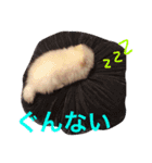 milion pomeranian no.2（個別スタンプ：7）