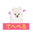 milion pomeranian no.2（個別スタンプ：8）